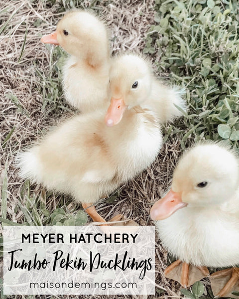 Jumbo Pekin Ducklings (Meyer Hatchery)
